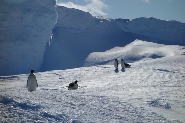 Eine kleine Gruppe von Kaiserpinguinen, die auf dem Meereis entlang der Schelfeiswand in der Atka-Bucht unterwegs ist. Sie ist etwa zehn Meter hoch und wirft einen Schatten auf die Schneeverwehungen, die sich im Windschatten der Wand angesammelt haben. Sie reichen an manchen Stellen bis zur Spitze und ermöglichen den Pinguinen den Übergang vom Meer- zum Schelfeis. Im Vordergrund sind fünf Kaiserpinguine auf dem Weg. Während drei von ihnen gemächlich im aufrechten Gang watscheln, rutschen zwei auf ihren Bäuchen über den Schnee.
