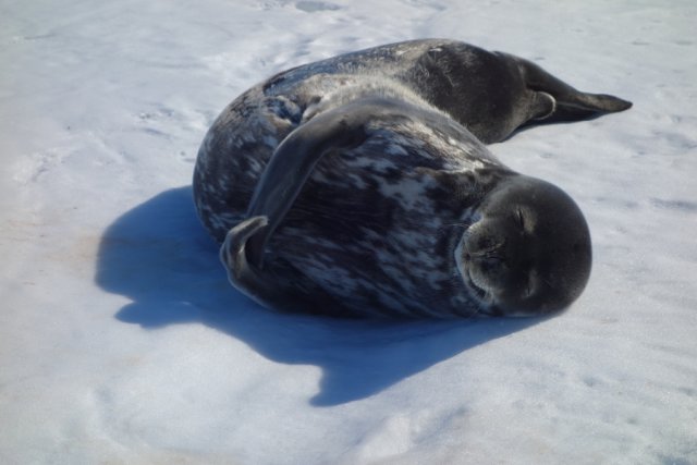 The picture shows a Weddell seal taking a little nap in the warm summer sun. Weddell seals are one of the most beautiful seal species. With their round nose and spotted fur, which can take on all imaginable patterns, they look like the picture-book model of a seal. This one lies banana-shaped on its side like a taut bow while it scratches its fins with pleasure, something I observed more often.
