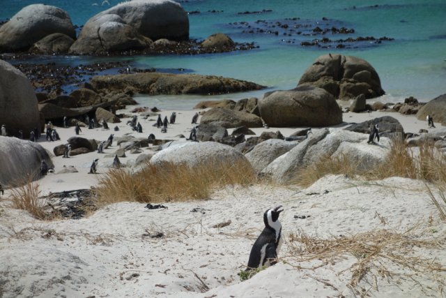 Pinguine an einem Strand in Südafrika. Das Türkis des Wassers, der beigefarbene Strand und die gelbgrünen Gräser bilden einen starken Farbkontrast zu der eher schwarz-weißen Welt der Antarktis. Nur die Pinguine selbst tragen auch hier einen schwarz-weißen Frack. Dicke, von den Wellen rund geschliffene Felsen liegen verstreut am Strand und bieten den geschäftigen Pinguinen ein dreidimensionales Labyrinth, das hier und da an der Wasserlinie endet.