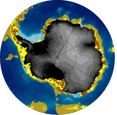 Die Abbildung zeigt den antarktischen Kontinent mit dem Südpol in der Mitte und dem Südlichen Ozean bis zu 60 Grad Süd. Die Wassertiefen sind in Blautönen von hellblau an der Küste bis dunkelblau in der Tiefsee dargestellt. Gelbe Bereiche, die auf dem Kontinentalschelf entlang der Küstenlinie lückenhaft sind, zeigen die Region an, in der ein langfristiges Überleben der Haarsterne Promachocrinus kerguelensis theoretisch möglich wäre. Sie verlaufen in einem breiten Streifen entlang der Westküste der antarktischen Halbinsel über das Amundsenmeer bis zum Rossmeer. Im Gegensatz dazu gibt es nur ein schmales, lückenhaftes Gebiet um die Ostantarktis, das sich schließlich mehr und mehr im Weddellmeer auflöst. Braune Punkte, die fast vollständig in dieser bewohnbaren Zone liegen, zeigen auf der Karte die Orte, an denen diese Haarsternat bisher gefunden wurde. Ein olivfarbener Bereich um die gelben Punkte zeigt die mögliche Ausbreitung der Haarsterne an, die innerhalb von 75 Tagen nach der Drift im offenen Wasser während des Larvenstadiums erreicht werden kann.